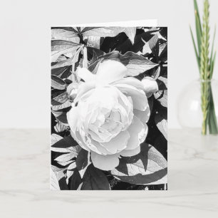 Photo of a Flower from New England Blank Greeting Card