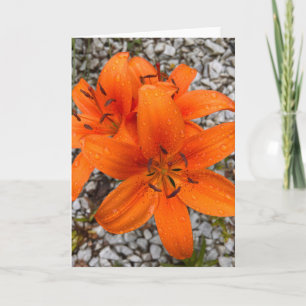 Photo of a Flower from New England Blank Greeting Card