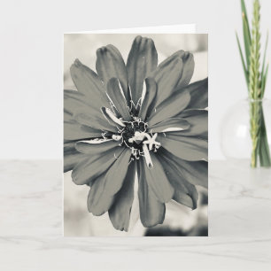 Photo of a Flower from New England Blank Greeting Card