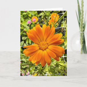 Photo of a Flower from New England Blank Greeting Card