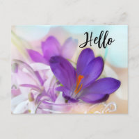 Photo of a Pretty Purple Spring Crocus Hello