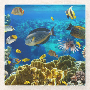 Photo of a tropical Fish on a coral reef Glass Coaster