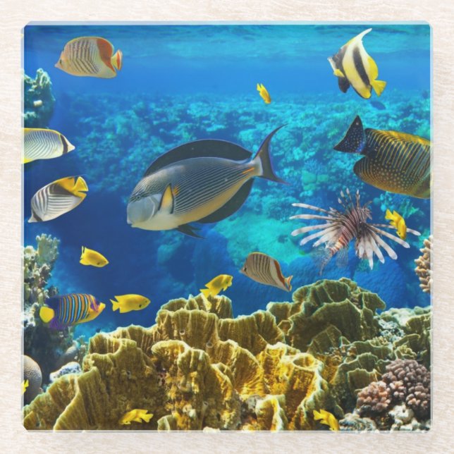 Photo of a tropical Fish on a coral reef Glass Coaster (Front)