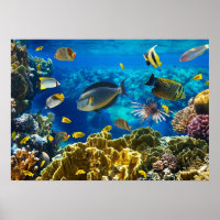 Photo of a tropical Fish on a coral reef