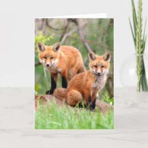 Photo of adorable red fox kits card