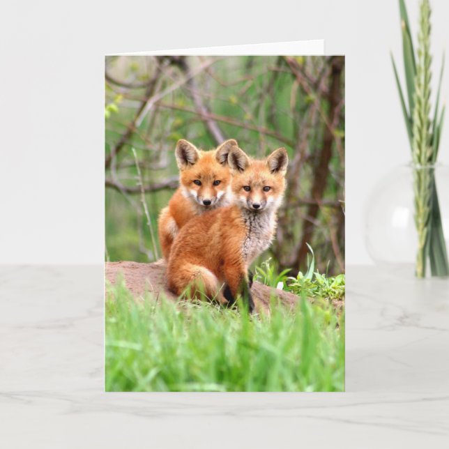 Photo of adorable red fox kits sitting together card (Front)