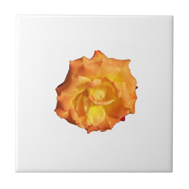 Photo of an orange rose on a tile (Front)