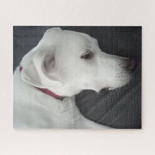 Photo of Beautiful Dog White and Grey Jigsaw Puzzle