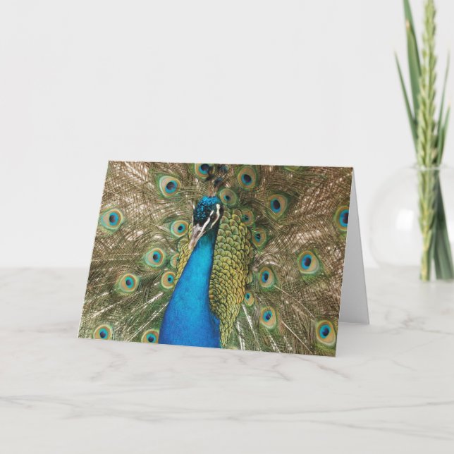 Photo of Beautiful Peacock with Spread Feathers Card (Front)