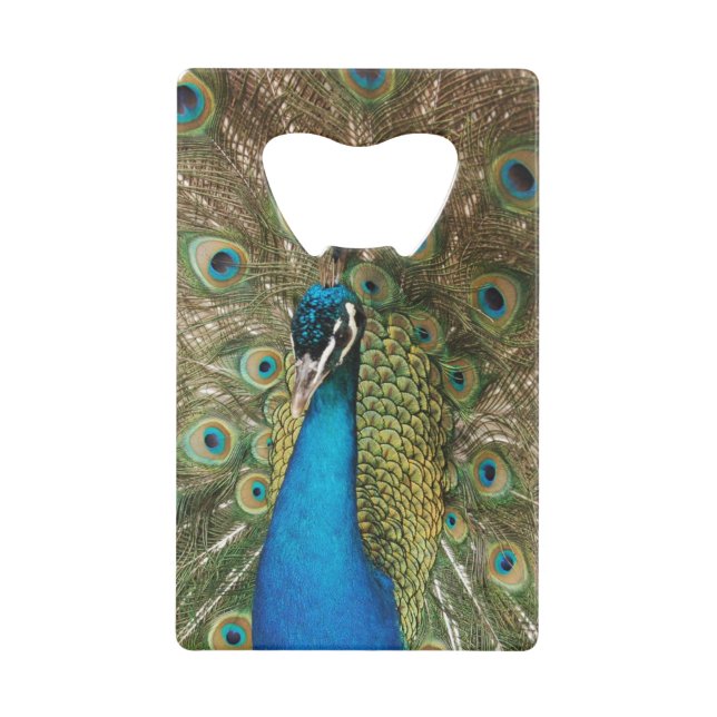 Photo of Beautiful Peacock with Spread Feathers Wallet Bottle Opener (Front)