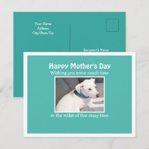 Photo of Beautiful White Dog Resting On Couch Teal Postcard