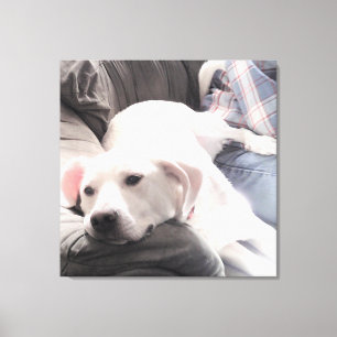 Photo of Beautiful White Dog With Dad on Couch Canvas Print