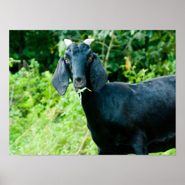 Photo of black goat with horns grazing grass poster (Front)
