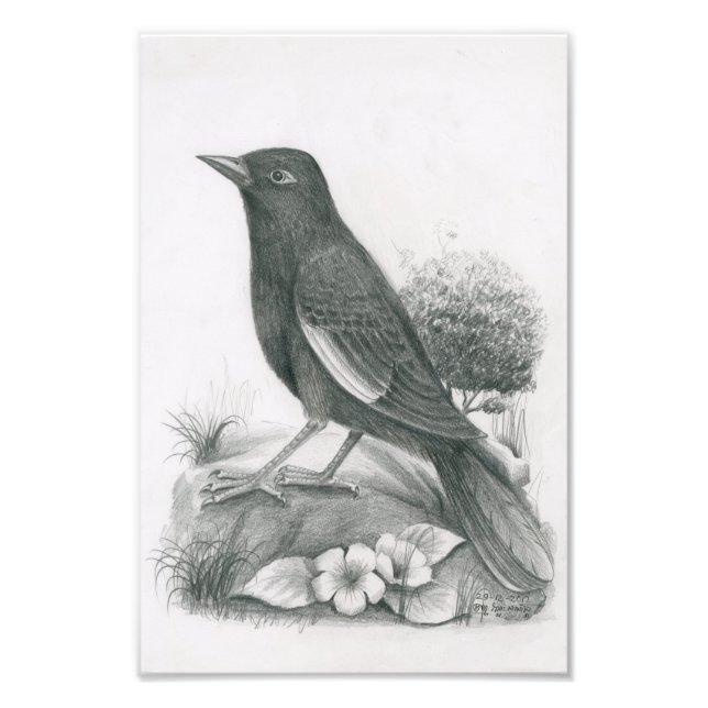 Photo of Cambodian Bird 2 by Vannak Anan Prum (Front)