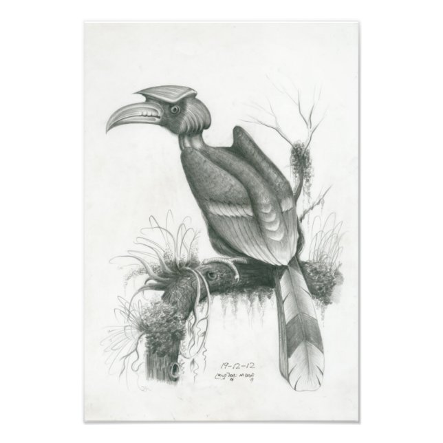 Photo of Cambodian Hornbill Bird by Vannak Prum (Front)