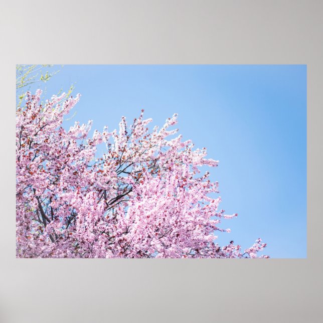 PHOTO OF CHERRY BLOSSOM TREE POSTER (Front)