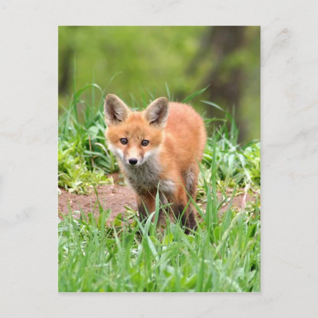 Photo of curious fox kit postcard (Front)