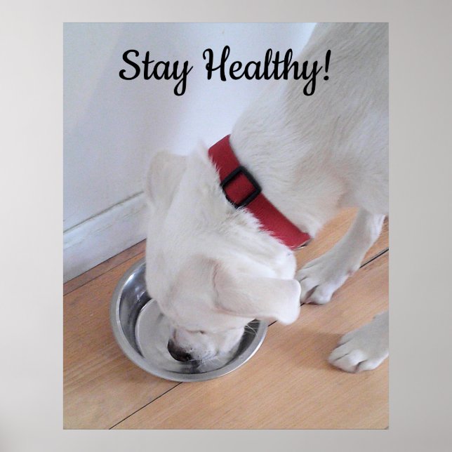 Photo of Cute Dog Drinking Water Motivational Poster (Front)
