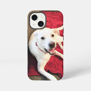 Photo of Cute Smiling White Dog Red iPhone 13 Mini Case