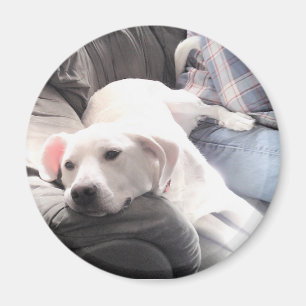 Photo of Cute Sweet White Dog Hanging Out with Dad Magnet