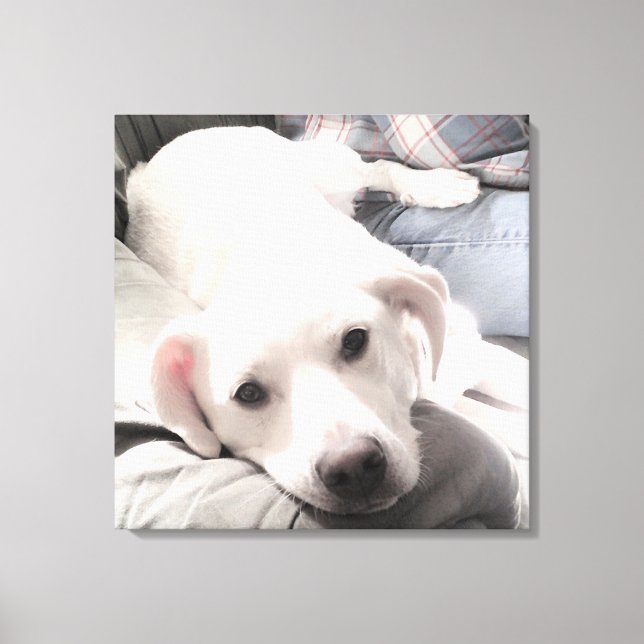 Photo of Cute Tired dog With Dad on Couch Square Canvas Print (Front)