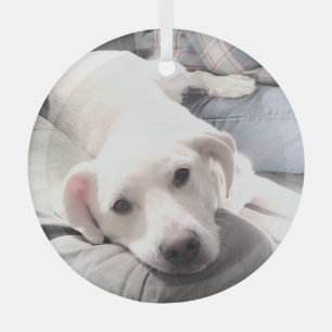Photo of Cute Tired Puppy dog With Dad Christmas Glass Ornament