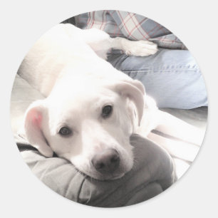 Photo of Cute Tired White Dog With Best Friend Dad Classic Round Sticker