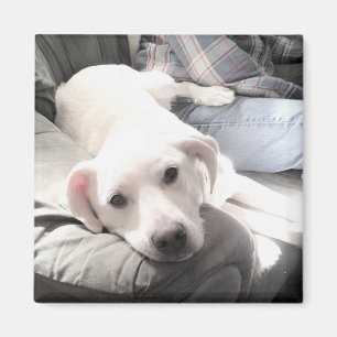 Photo of Cute White Dog Hanging Out with Dad Magnet