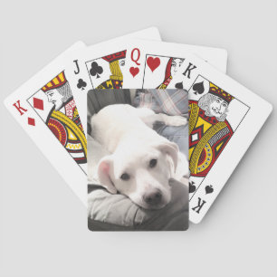 Photo of Cute White Dog Hanging Out with Dad Playing Cards