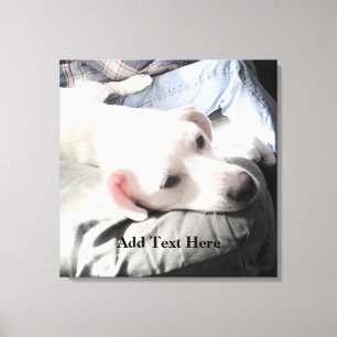 Photo of Cute White Dog Resting On Couch With Dad Canvas Print