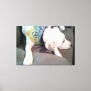 Photo of Cute White Dog Wearing Colourful Scarf Canvas Print