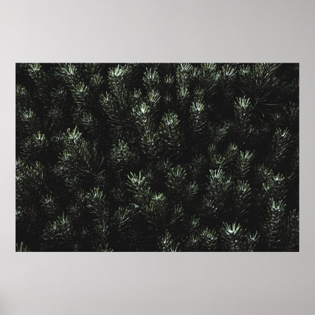Photo of green fir plant poster (Front)