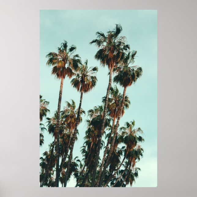 Photo of green palm trees poster (Front)