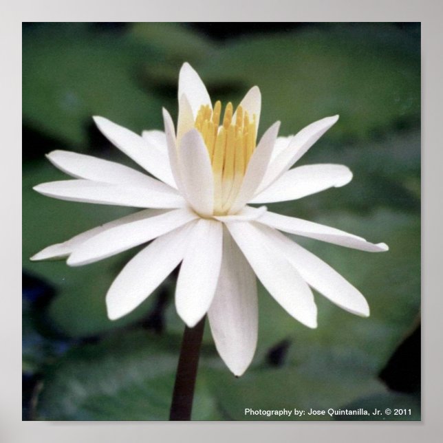 Photo of Hawaiian Water Lilly Poster (Front)