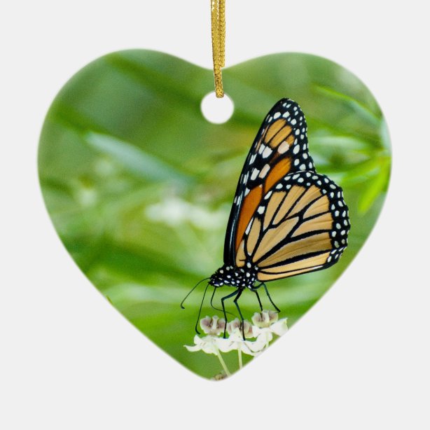 Monarch Butterfly Gifts on Zazzle CA