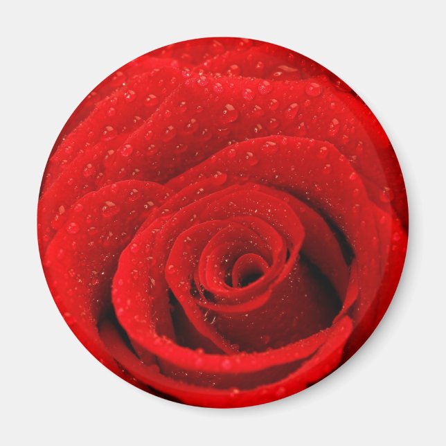 Photo of Red Rose Background Magnet (Front)