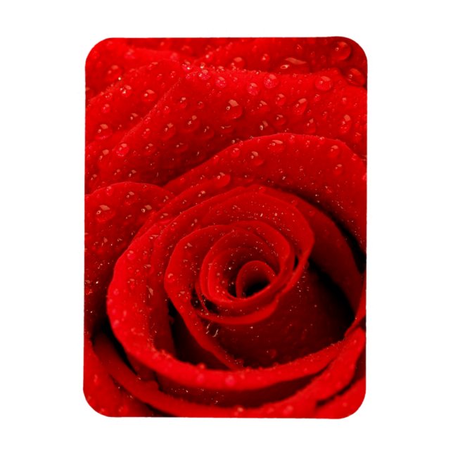 Photo of Red Rose Background Magnet (Vertical)