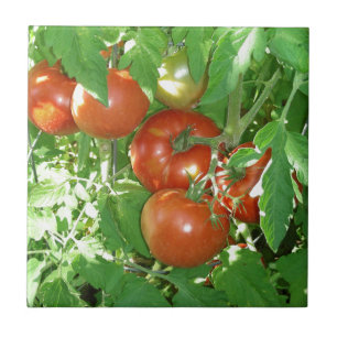 Photo of ripe red tomatoes on the vine. tile