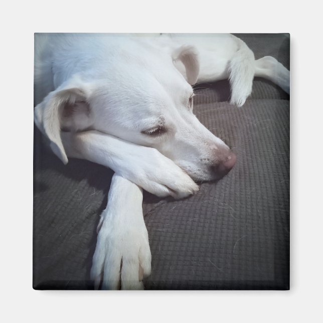 Photo of Sleeping White Dog with Cute Paws Magnet (Front)
