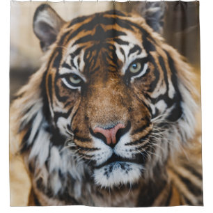 PHOTO OF TIGER'S FACE