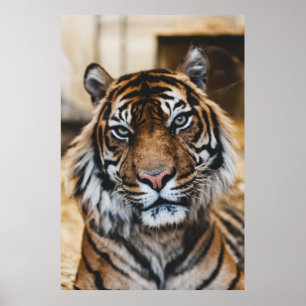 PHOTO OF TIGER'S FACE POSTER