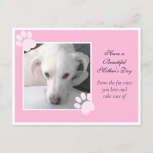 Photo of Unique Cute White Dog Pink Mother's Day Postcard