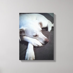 Photo of White Dog with Big Paws Canvas Print