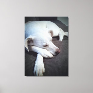 Photo of White Dog with Big Paws Canvas Print