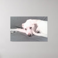 Photo of White Dog With Curvy Tail Against Face