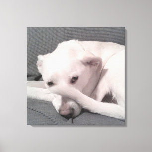 Photo of White Dog With Tail on Face Grey Canvas Print