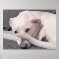 Photo of White Dog With Tail on Face Grey