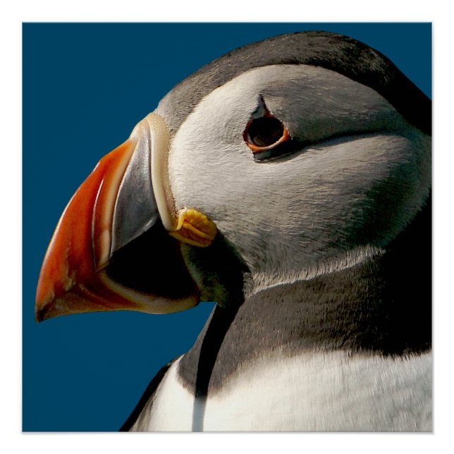 Photo Oiseau de Puffin de l'Atlantique Poster bleu (Devant)