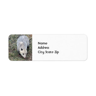 Photo Opossum