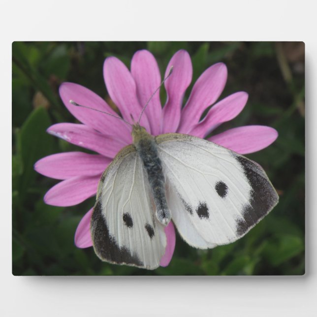 Photo Papillon et plaque de fleurs roses (Devant)